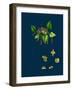 Raphanus Raphanistrum; Wild Radish-null-Framed Giclee Print