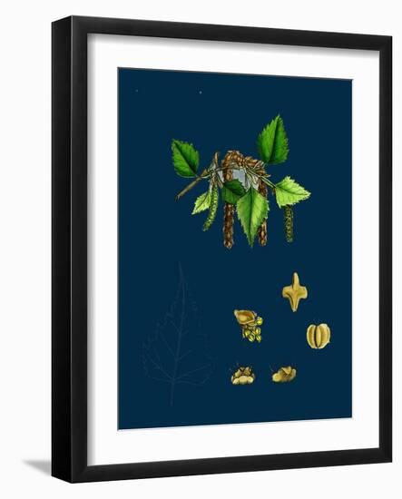 Raphanus Raphanistrum; Wild Radish-null-Framed Giclee Print