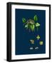 Raphanus Raphanistrum; Wild Radish-null-Framed Giclee Print