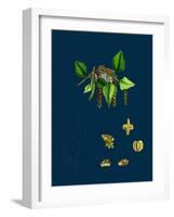 Raphanus Raphanistrum; Wild Radish-null-Framed Giclee Print