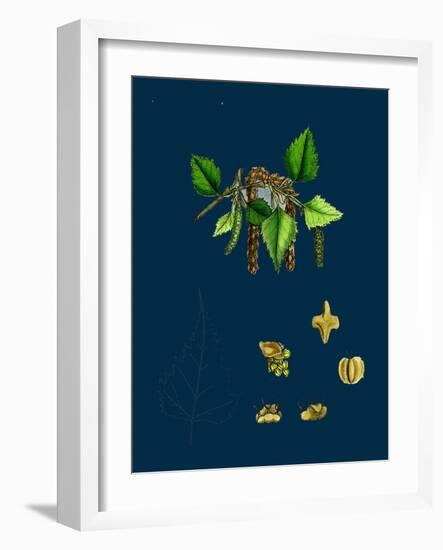 Raphanus Raphanistrum; Wild Radish-null-Framed Giclee Print