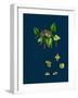 Raphanus Raphanistrum; Wild Radish-null-Framed Giclee Print