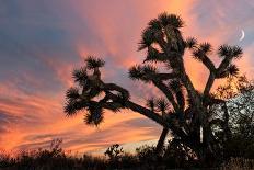 Saguaro Cactus Await Monsoon-raphoto-Photographic Print