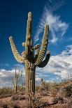 Saguaro Silhouette-raphoto-Photographic Print