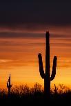 Saguaro Cactus Await Monsoon-raphoto-Photographic Print