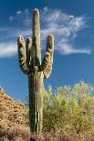 Saguaro Silhouette-raphoto-Photographic Print