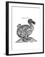 Raphus cucullatus, Extinct Dodo Bird-Science Source-Framed Giclee Print