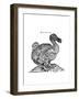 Raphus cucullatus, Extinct Dodo Bird-Science Source-Framed Giclee Print