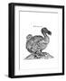 Raphus cucullatus, Extinct Dodo Bird-Science Source-Framed Giclee Print