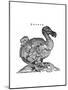 Raphus cucullatus, Extinct Dodo Bird-Science Source-Mounted Giclee Print