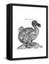 Raphus cucullatus, Extinct Dodo Bird-Science Source-Framed Stretched Canvas