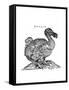 Raphus cucullatus, Extinct Dodo Bird-Science Source-Framed Stretched Canvas