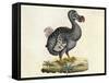 Raphus cucullatus, Extinct Dodo Bird-Science Source-Framed Stretched Canvas