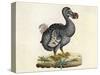 Raphus cucullatus, Extinct Dodo Bird-Science Source-Stretched Canvas