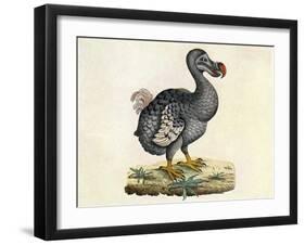 Raphus cucullatus, Extinct Dodo Bird-Science Source-Framed Giclee Print