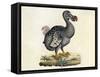 Raphus cucullatus, Extinct Dodo Bird-Science Source-Framed Stretched Canvas