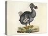 Raphus cucullatus, Extinct Dodo Bird-Science Source-Stretched Canvas