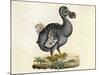 Raphus cucullatus, Extinct Dodo Bird-Science Source-Mounted Giclee Print