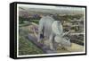 Rapid City, South Dakota, Dinosaur Park View of Triceratops Statue-Lantern Press-Framed Stretched Canvas