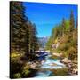 Rapid Mountain Stream of Coniferous Forests. Pastoral in the Alpine Mountain Valley in Austria. Cas-kavram-Stretched Canvas