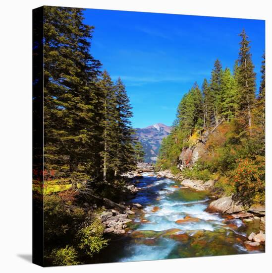 Rapid Mountain Stream of Coniferous Forests. Pastoral in the Alpine Mountain Valley in Austria. Cas-kavram-Stretched Canvas