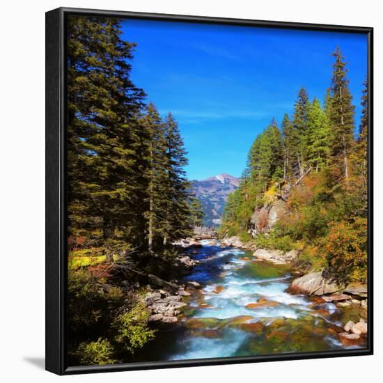 Rapid Mountain Stream of Coniferous Forests. Pastoral in the Alpine Mountain Valley in Austria. Cas-kavram-Framed Photographic Print