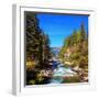 Rapid Mountain Stream of Coniferous Forests. Pastoral in the Alpine Mountain Valley in Austria. Cas-kavram-Framed Photographic Print