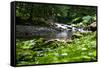 Rapid River Photo Print Poster-null-Framed Stretched Canvas