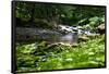 Rapid River Photo Print Poster-null-Framed Poster
