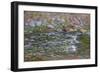 Rapids on the Petite Creuse at Fresselines, 1889-Claude Monet-Framed Giclee Print