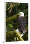 Raptor Center, Sitka, Alaska. Close-up of a Bald Eagle Sitting in Tree-Janet Muir-Framed Photographic Print