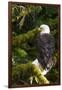 Raptor Center, Sitka, Alaska. Close-up of a Bald Eagle Sitting in Tree-Janet Muir-Framed Photographic Print