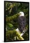 Raptor Center, Sitka, Alaska. Close-up of a Bald Eagle Sitting in Tree-Janet Muir-Framed Photographic Print