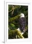 Raptor Center, Sitka, Alaska. Close-up of a Bald Eagle Sitting in Tree-Janet Muir-Framed Photographic Print