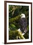 Raptor Center, Sitka, Alaska. Close-up of a Bald Eagle Sitting in Tree-Janet Muir-Framed Photographic Print