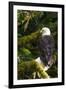 Raptor Center, Sitka, Alaska. Close-up of a Bald Eagle Sitting in Tree-Janet Muir-Framed Photographic Print