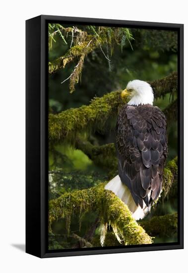Raptor Center, Sitka, Alaska. Close-up of a Bald Eagle Sitting in Tree-Janet Muir-Framed Stretched Canvas