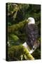 Raptor Center, Sitka, Alaska. Close-up of a Bald Eagle Sitting in Tree-Janet Muir-Stretched Canvas