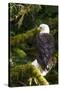 Raptor Center, Sitka, Alaska. Close-up of a Bald Eagle Sitting in Tree-Janet Muir-Stretched Canvas