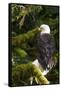 Raptor Center, Sitka, Alaska. Close-up of a Bald Eagle Sitting in Tree-Janet Muir-Framed Stretched Canvas