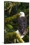 Raptor Center, Sitka, Alaska. Close-up of a Bald Eagle Sitting in Tree-Janet Muir-Stretched Canvas