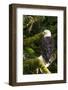 Raptor Center, Sitka, Alaska. Close-up of a Bald Eagle Sitting in Tree-Janet Muir-Framed Photographic Print