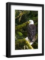 Raptor Center, Sitka, Alaska. Close-up of a Bald Eagle Sitting in Tree-Janet Muir-Framed Photographic Print