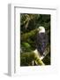 Raptor Center, Sitka, Alaska. Close-up of a Bald Eagle Sitting in Tree-Janet Muir-Framed Photographic Print