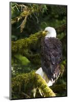 Raptor Center, Sitka, Alaska. Close-up of a Bald Eagle Sitting in Tree-Janet Muir-Mounted Photographic Print