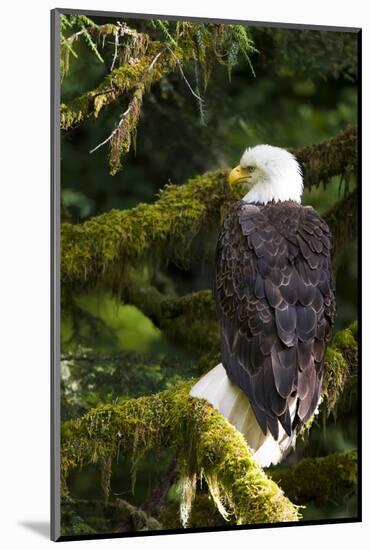 Raptor Center, Sitka, Alaska. Close-up of a Bald Eagle Sitting in Tree-Janet Muir-Mounted Photographic Print