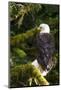 Raptor Center, Sitka, Alaska. Close-up of a Bald Eagle Sitting in Tree-Janet Muir-Mounted Photographic Print