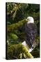 Raptor Center, Sitka, Alaska. Close-up of a Bald Eagle Sitting in Tree-Janet Muir-Stretched Canvas