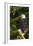 Raptor Center, Sitka, Alaska. Close-up of a Bald Eagle Sitting in Tree-Janet Muir-Framed Photographic Print