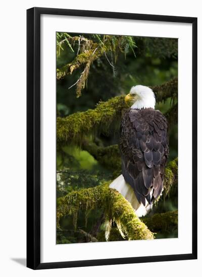 Raptor Center, Sitka, Alaska. Close-up of a Bald Eagle Sitting in Tree-Janet Muir-Framed Photographic Print